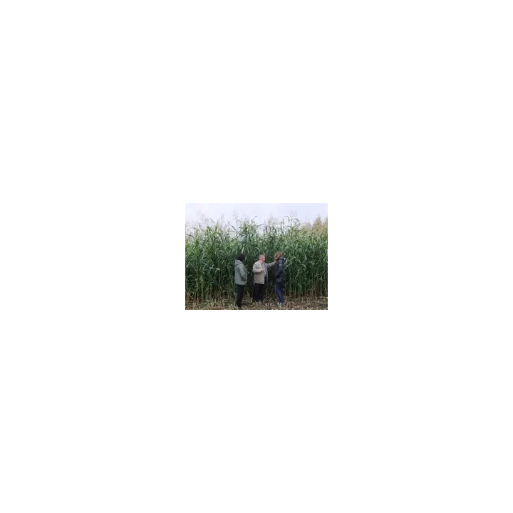 СОСЕД