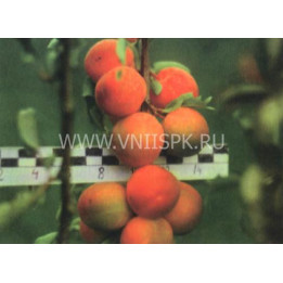 Чемальская крупная