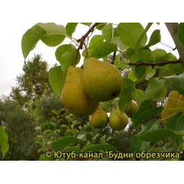 НАДЕЖДА