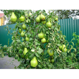 КСЕНИЯ