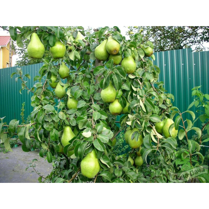 КСЕНИЯ