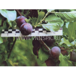 Чемальская синяя