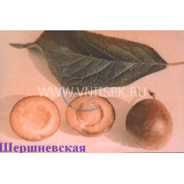 Шершневская