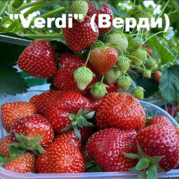 ВЕРДИ
