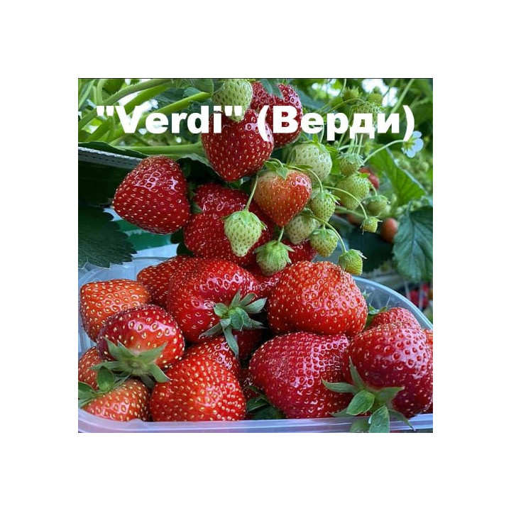 ВЕРДИ