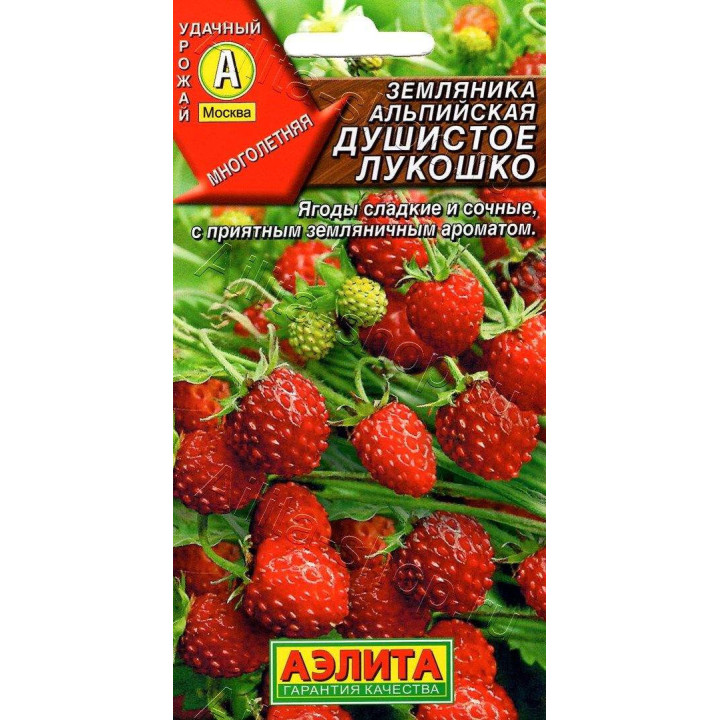 ДУШИСТОЕ ЛУКОШКО