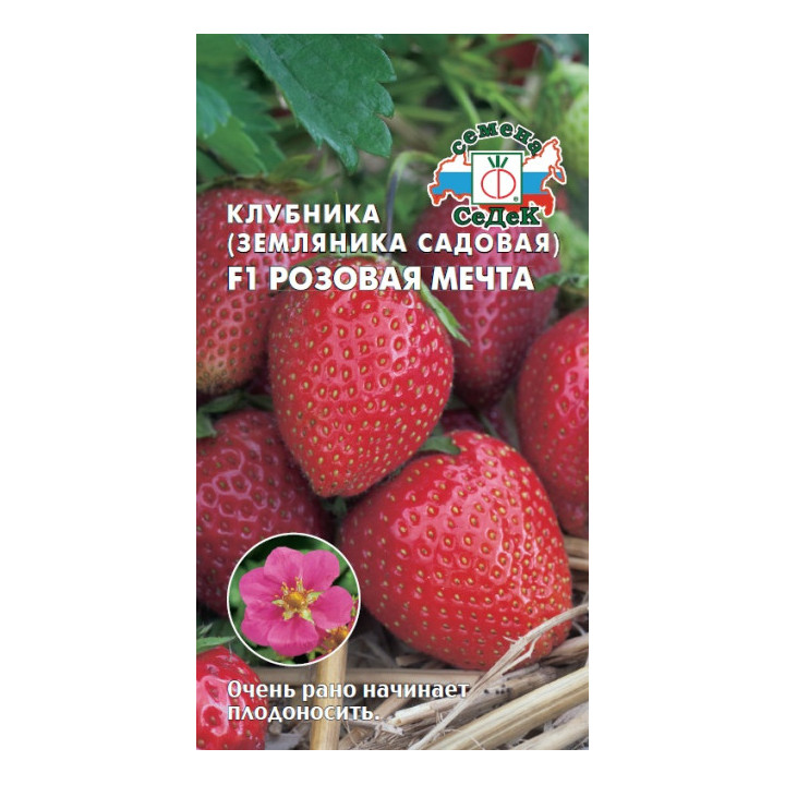 РОЗОВАЯ МЕЧТА