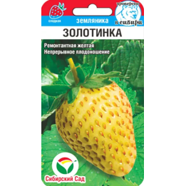 ЗОЛОТИНКА