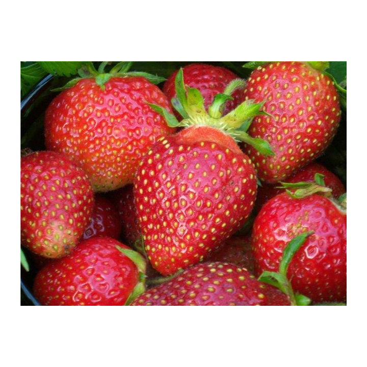 ЦАРИЦА