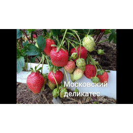 МОСКОВСКИЙ ДЕЛИКАТЕС