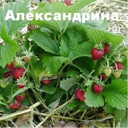 АЛЕКСАНДРИНА