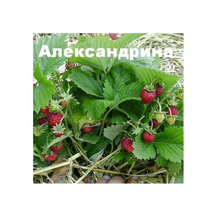АЛЕКСАНДРИНА