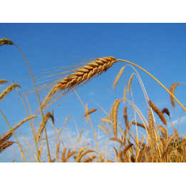 ДЕРЖАВИНСКАЯ 29