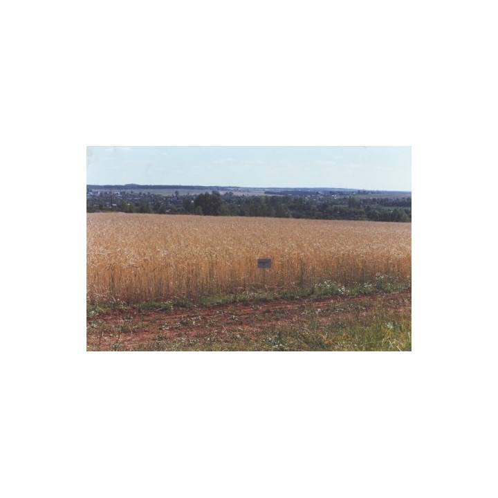 КИРОВСКАЯ 89