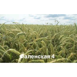 ФАЛЕНСКАЯ 4