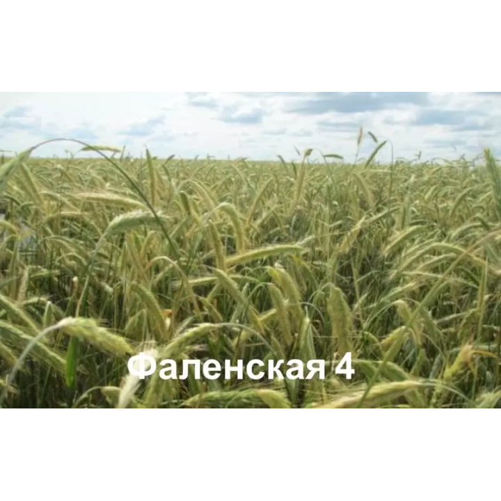 ФАЛЕНСКАЯ 4