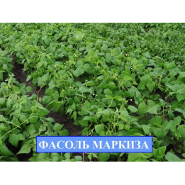 МАРКИЗА