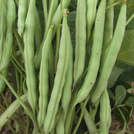 РАШЕЛЬ