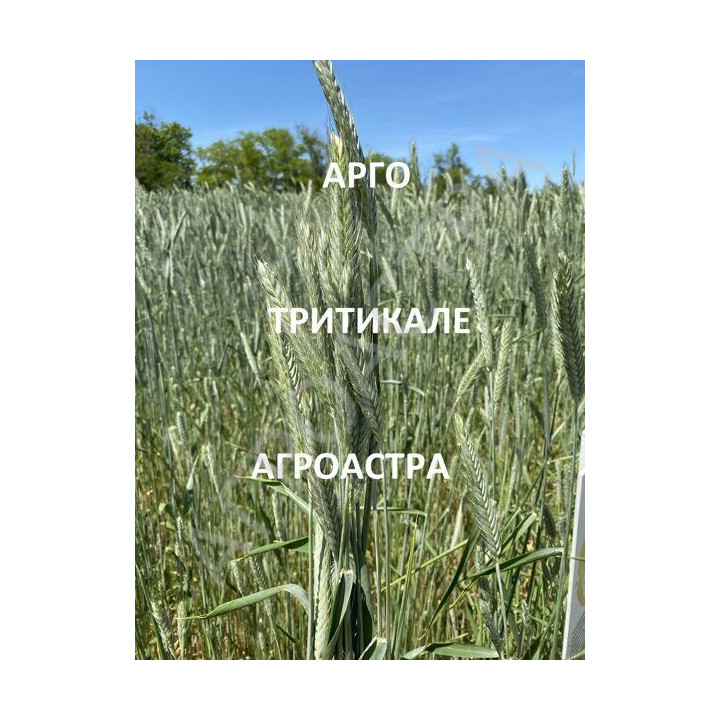 АРГО