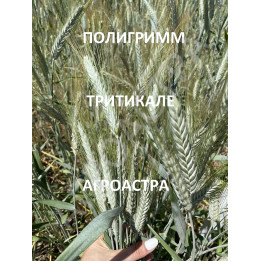 ПИЛИГРИМ