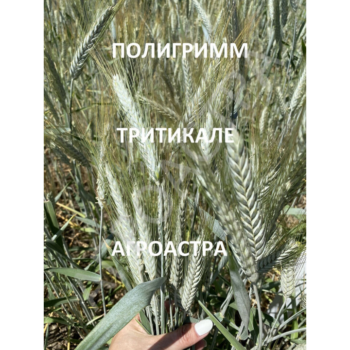 ПИЛИГРИМ