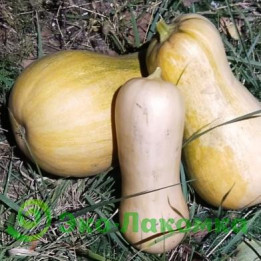 ЭЛИЯ