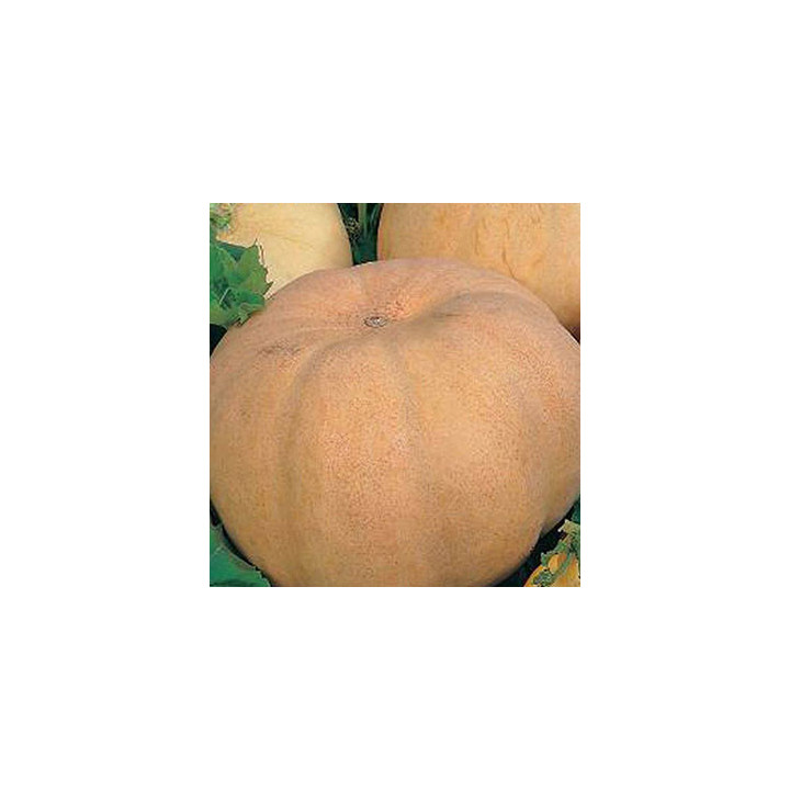 МАДАМ