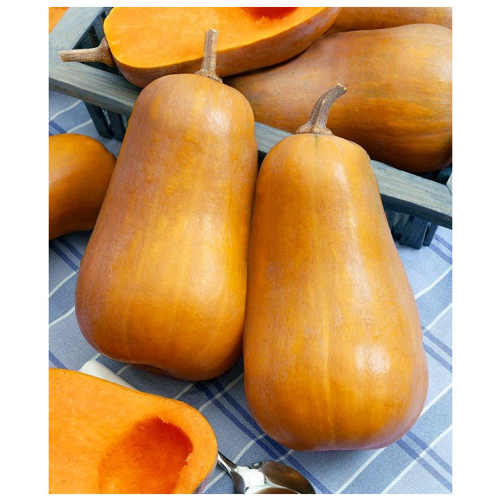 КАПЕЛЬКА