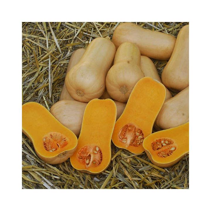 ПЛУТО