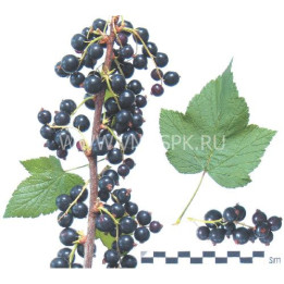 Загляденье
