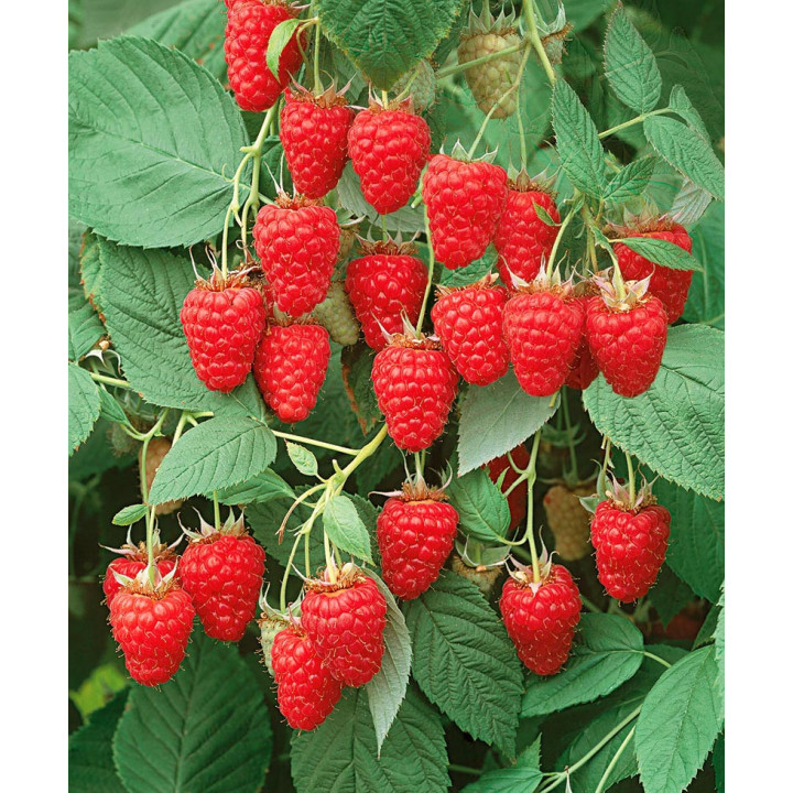 КИРЖАЧ