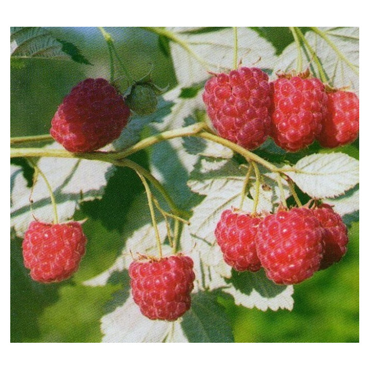 ИЛЛЮЗИЯ