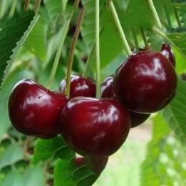 АФРОДИТА