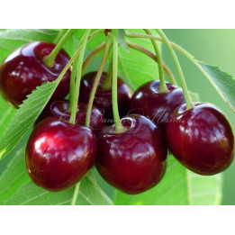 КАМЕЛИЯ