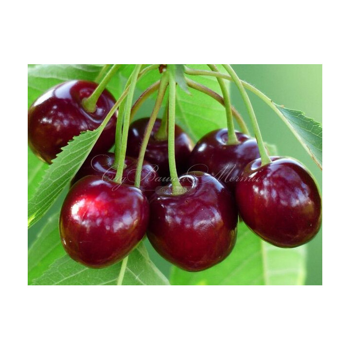 КАМЕЛИЯ