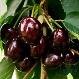 ОРЛОВСКАЯ ФЕЯ