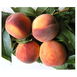 КРЫМСКИЙ ФЕЙЕРВЕРК