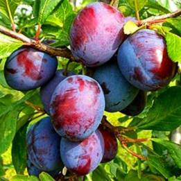 КАБАРДИНСКАЯ РАННЯЯ