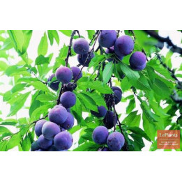 КУБАНСКАЯ ЮБИЛЕЙНАЯ