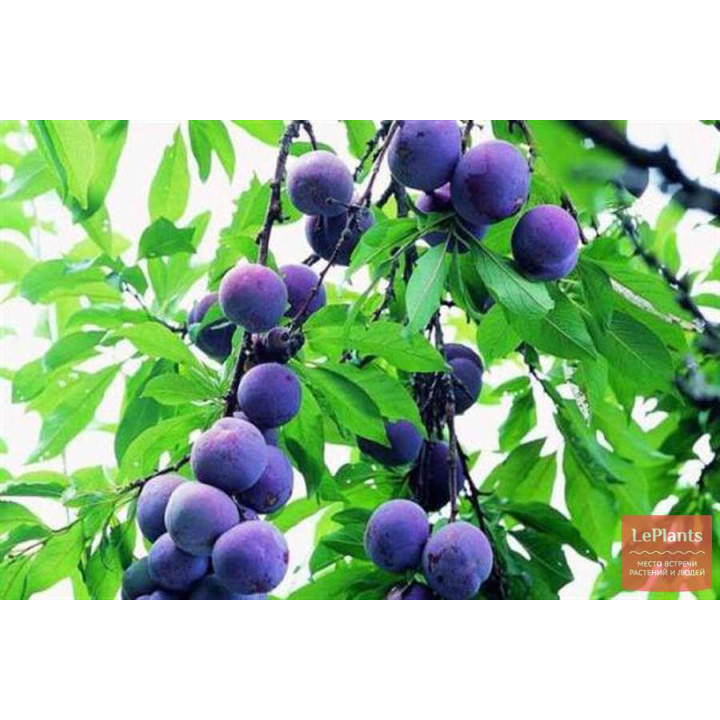 КУБАНСКАЯ ЮБИЛЕЙНАЯ