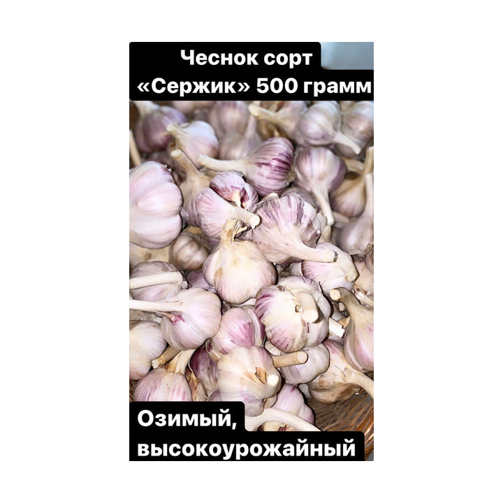 СЕРЖИК