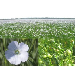 ФЛИЗ