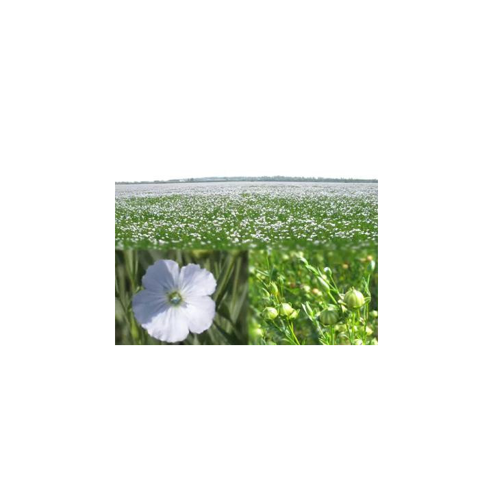 ФЛИЗ