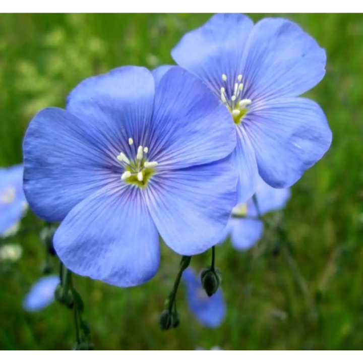 ЛМ 98