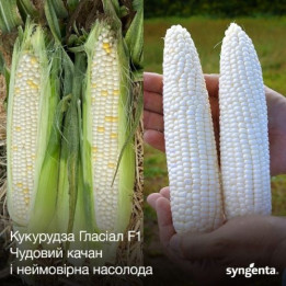 ГЛАСИАЛ