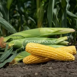 ГСС 14184