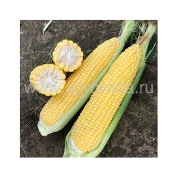 КОЛМАН