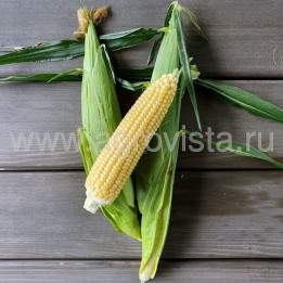 БЕРКУТ