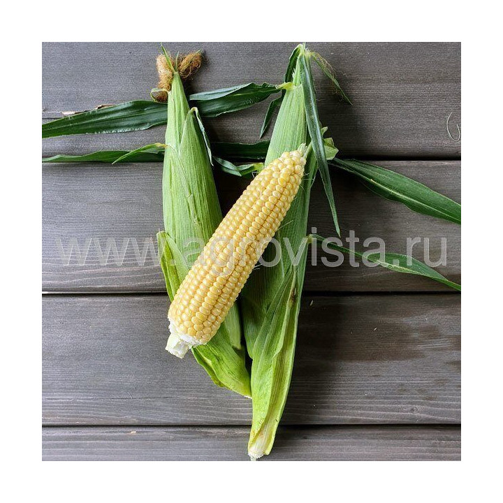 БЕРКУТ