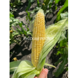 СВ 1446 СД